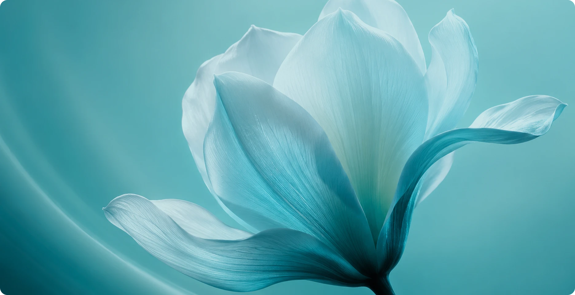 Palette Facial Lifting 배경